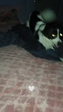 perrito