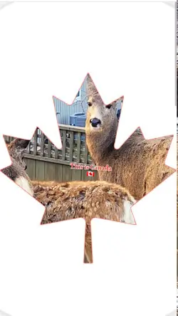 This is Canada 