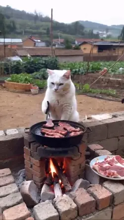 Funny Ai cat video