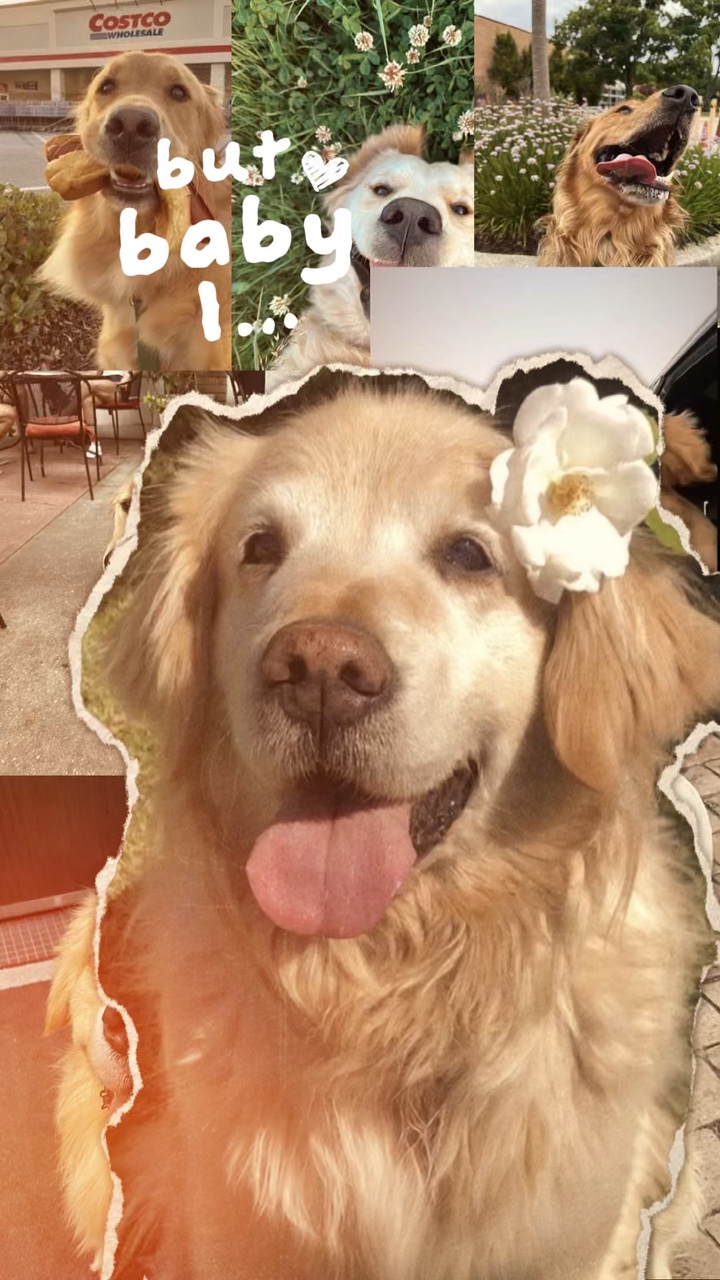 Foto volcada de mascotas 🐶