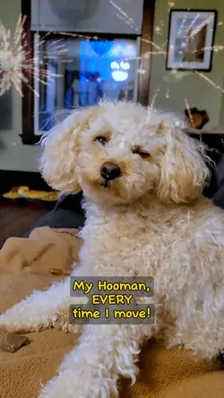 My Adorable Dog