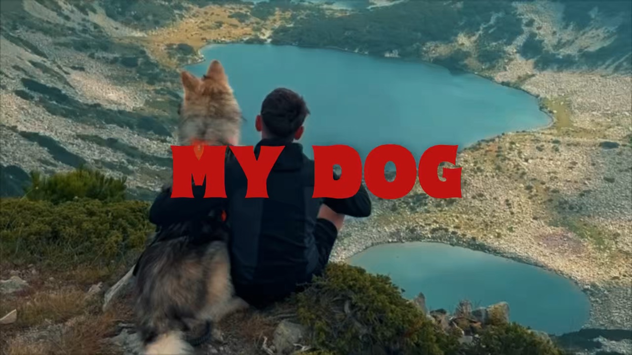 My dog