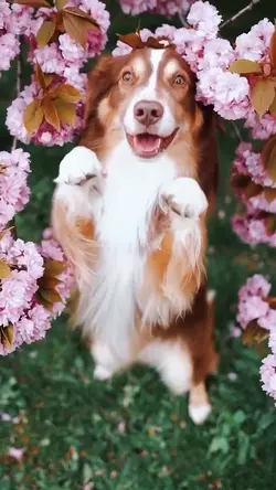 Animals Spring