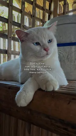 dah tua nie