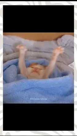 cat cute