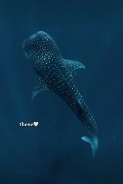 Whale sharks