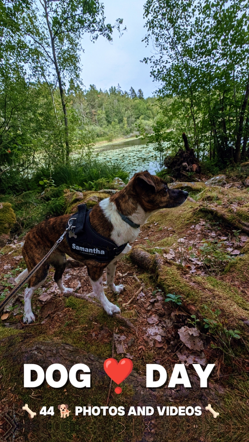 Dog Day Dump 44 