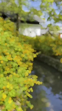 山吹に染まる