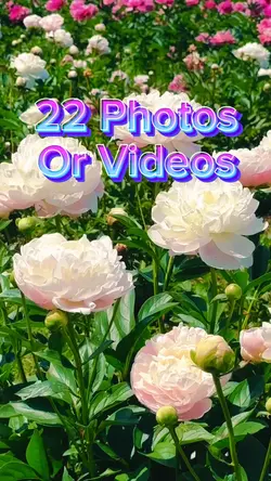 22 Photo Slides