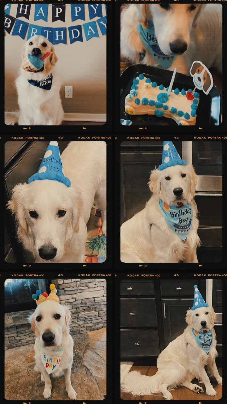 Birthday my dog/pet
