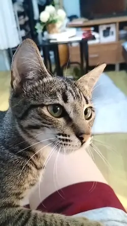cat