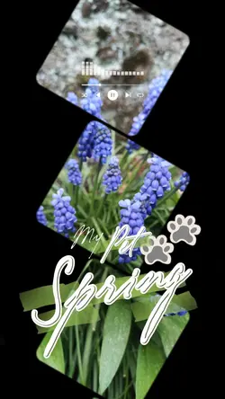 Pet Spring 8video