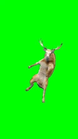 Dancing Deer