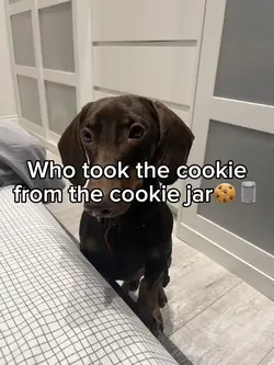 Who took the cookie?