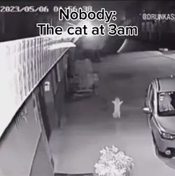 Security camera cat
