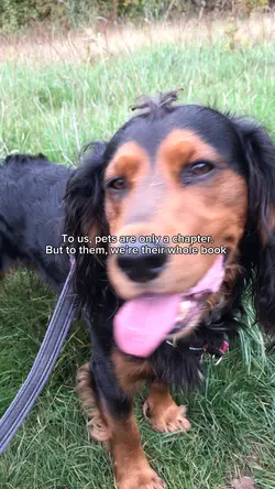 Whole book- pets 💗