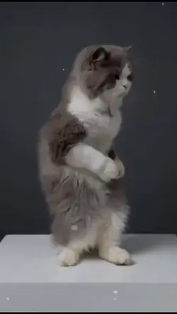 kucing 