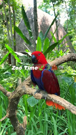 kebun binatang ππ¦§ππ
