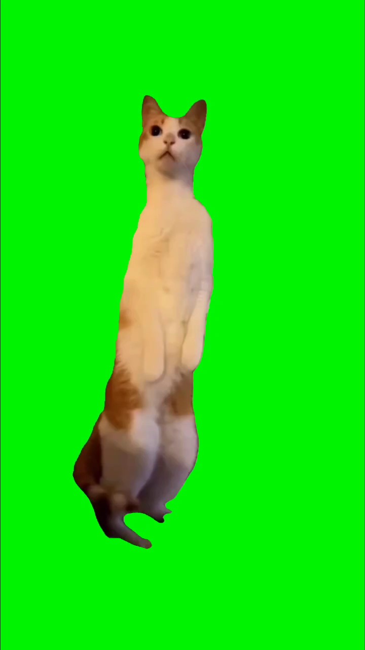green screen memes cats hehehe cat - Pippit