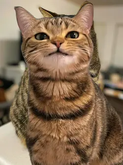 Phonk Beat Sync Edit