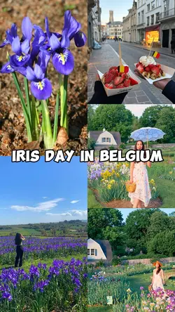 Iris Day In Belgium