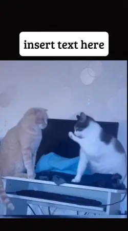 cats funny moments