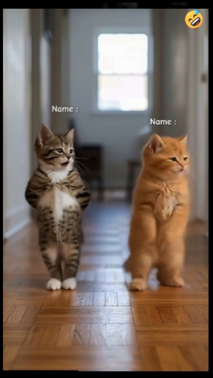 Gato gracioso