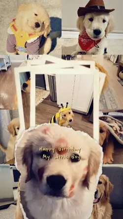 my birthday doggy
