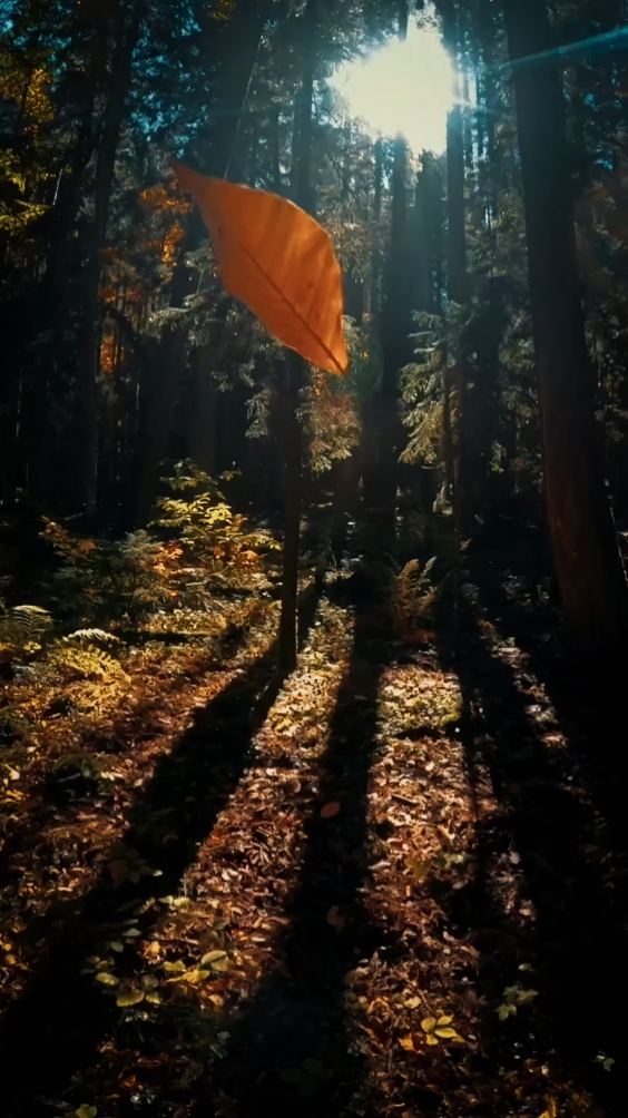 Cinematic Slowmotion
