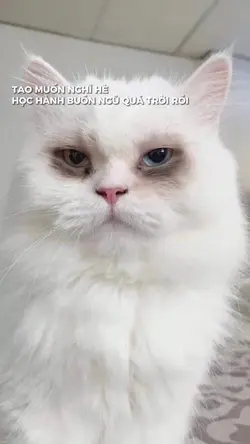 Tao muốn nghỉ hè