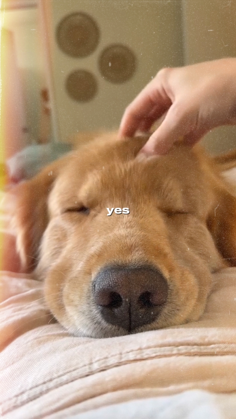 anjing kesayanganku