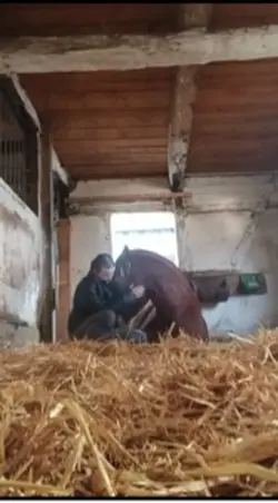 Herzenspferd🤍
