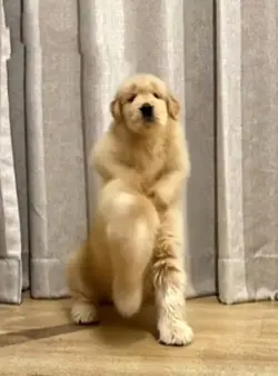 Dog dancing ai ❤️🔥