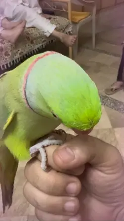 Parrot talks