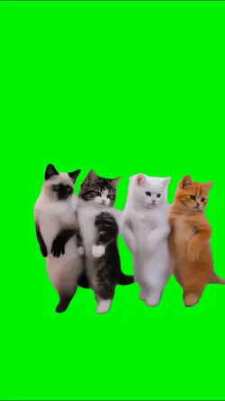 Cute Cat Dance 