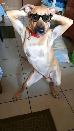 pet dance ia