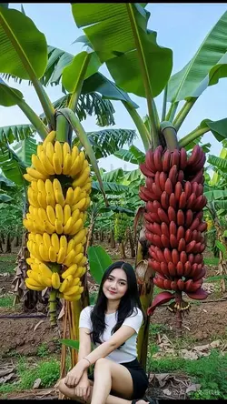 pohon pisang