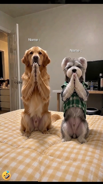 Komik Köpek