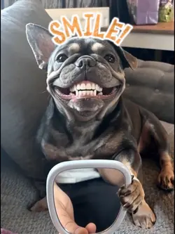 Pet Teeth Smile!