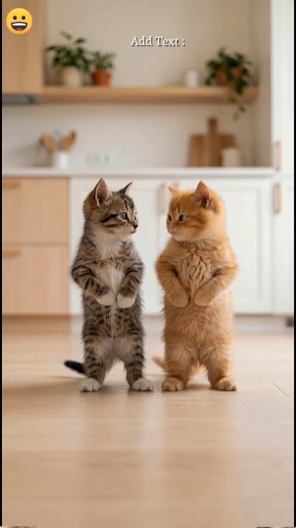 Funny Cat