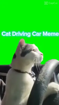 Cat Driving Car Meme