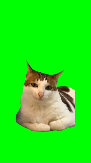 Cat is smiling