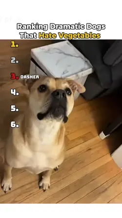 dog hates vegetables