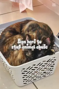 animal abuse