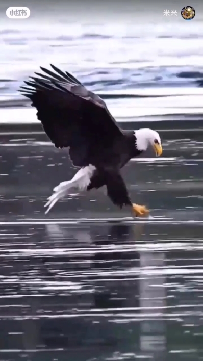 kartal | hayvan 