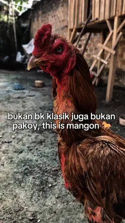 story ayam wa 