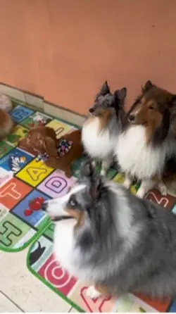 Creche canina