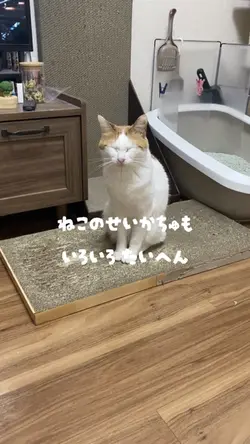 猫の生活も色々大変