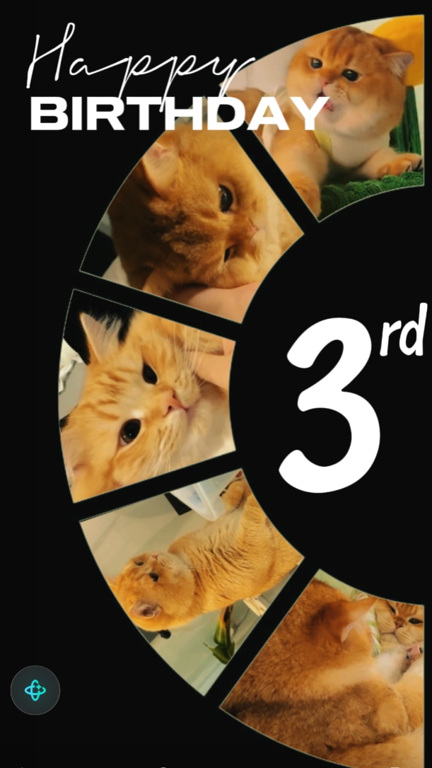 ULANG TAHUN KUCING