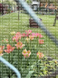 ti amo